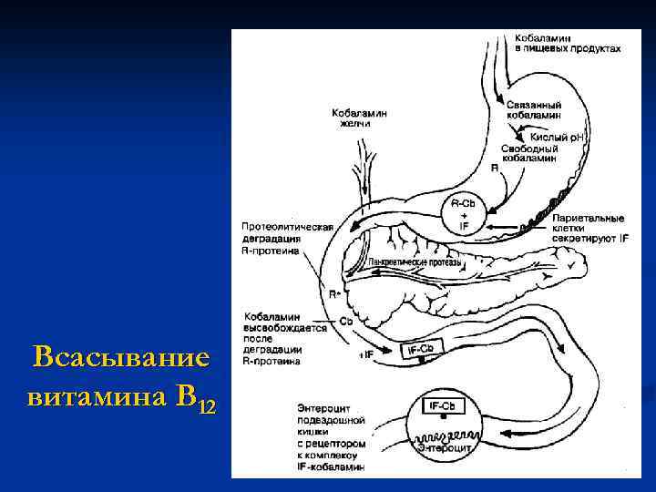 Всасывание витамина В 12 