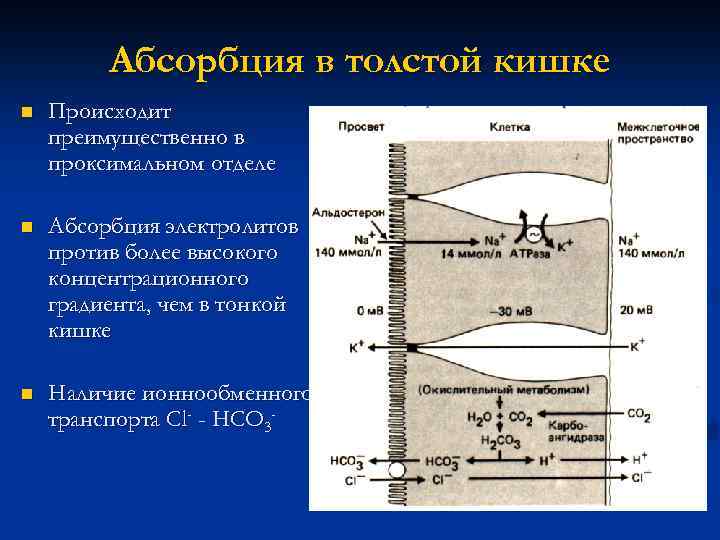 Абсорбция в толстой кишке n Происходит преимущественно в проксимальном отделе n Абсорбция электролитов против