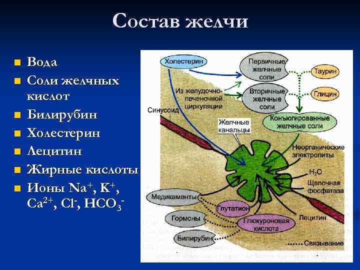 Состав желчи n n n n Вода Соли желчных кислот Билирубин Холестерин Лецитин Жирные
