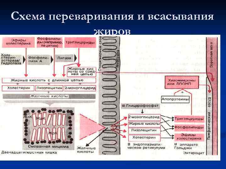 Физиология пищеварения схемы