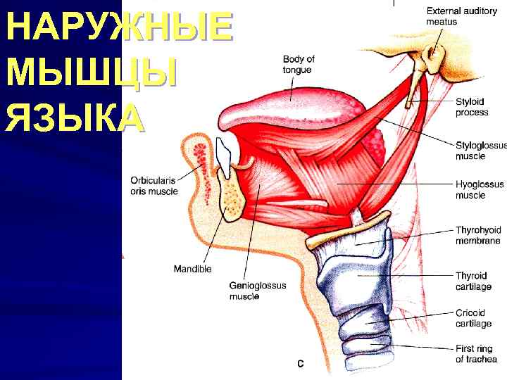 Мышцы языка картинка