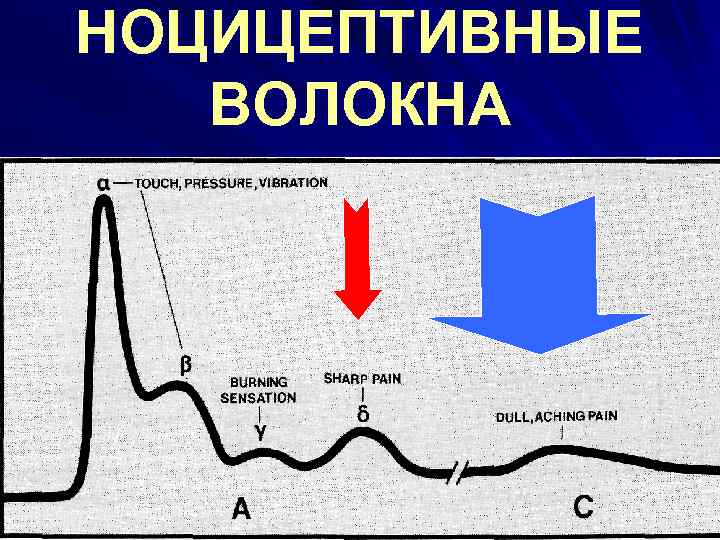 НОЦИЦЕПТИВНЫЕ ВОЛОКНА 