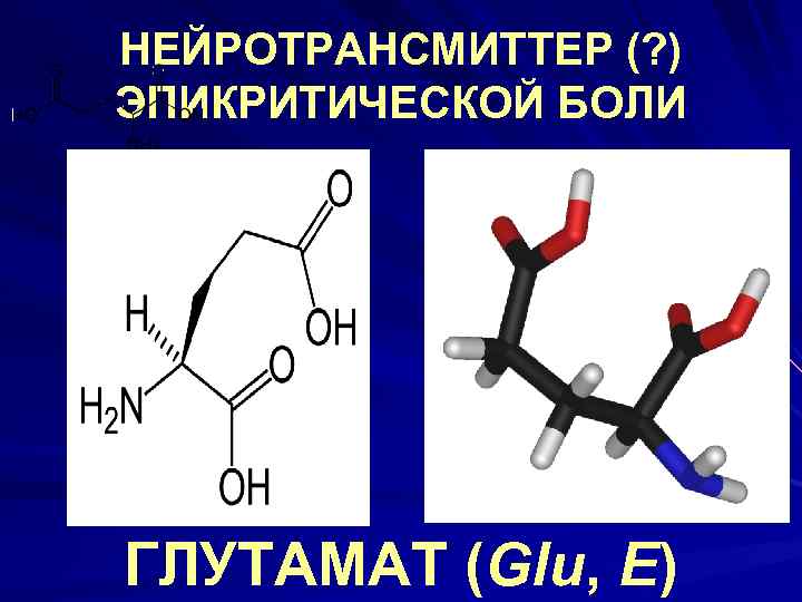 НЕЙРОТРАНСМИТТЕР (? ) ЭПИКРИТИЧЕСКОЙ БОЛИ ГЛУТАМАТ (Glu, E) 