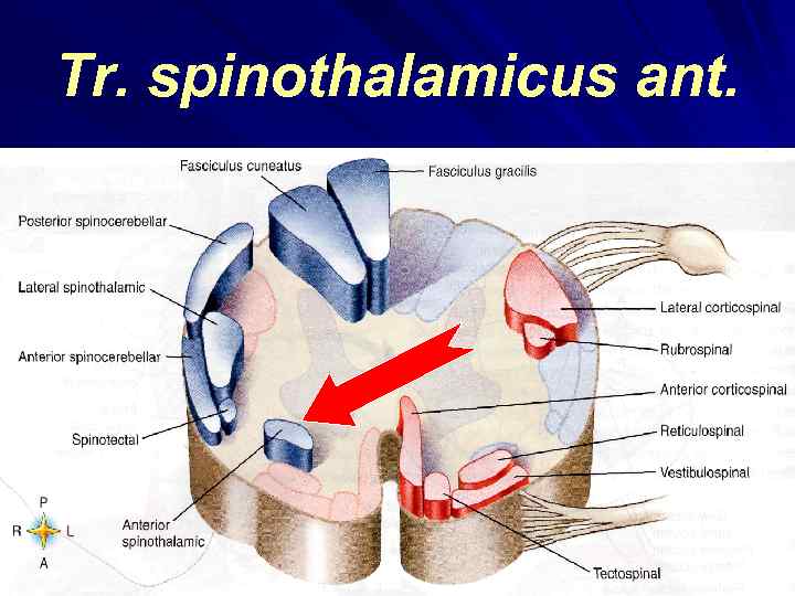 Tr. spinothalamicus ant. 