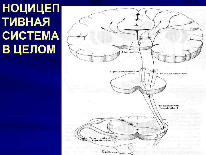 НОЦИЦЕП ТИВНАЯ СИСТЕМА В ЦЕЛОМ 