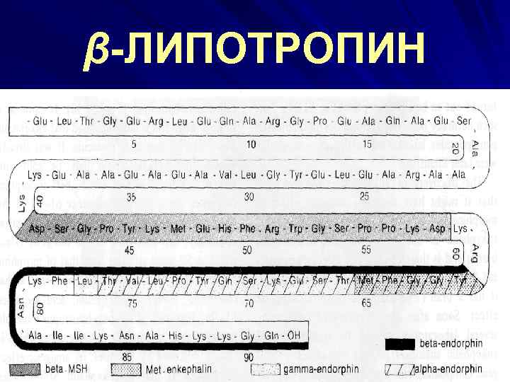 β-ЛИПОТРОПИН 
