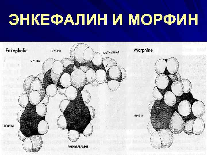 ЭНКЕФАЛИН И МОРФИН 