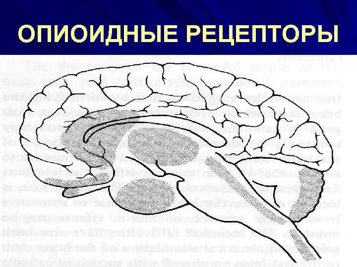 ОПИОИДНЫЕ РЕЦЕПТОРЫ 
