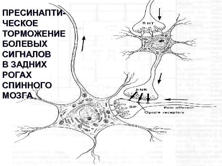 ПРЕСИНАПТИЧЕСКОЕ ТОРМОЖЕНИЕ БОЛЕВЫХ СИГНАЛОВ В ЗАДНИХ РОГАХ СПИННОГО МОЗГА 