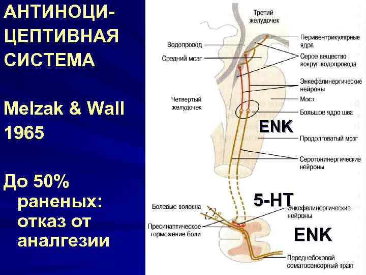 АНТИНОЦИЦЕПТИВНАЯ СИСТЕМА Melzak & Wall 1965 До 50% раненых: отказ от аналгезии ENK 5
