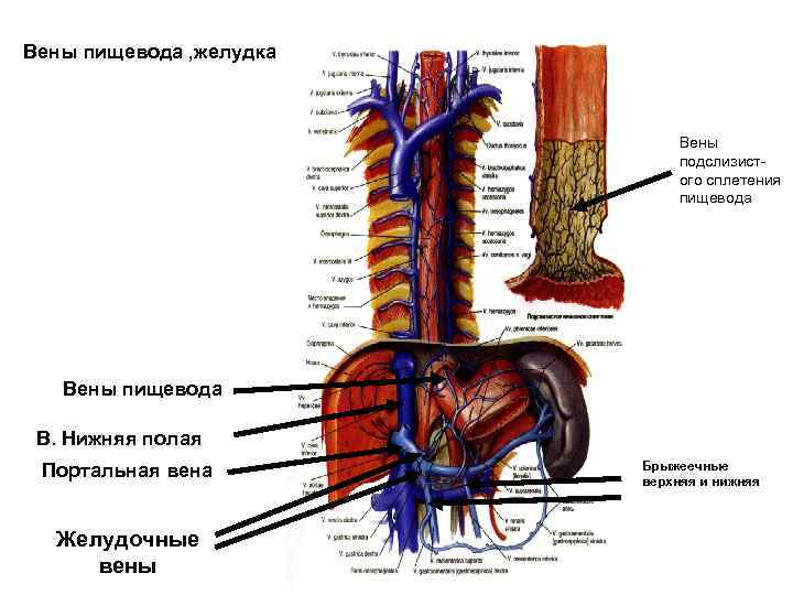 Портальная вена пищевода. Схема кровообращения пищевода. Топография пищевода кровоснабжение. Кровоснабжение пищевода анатомия.