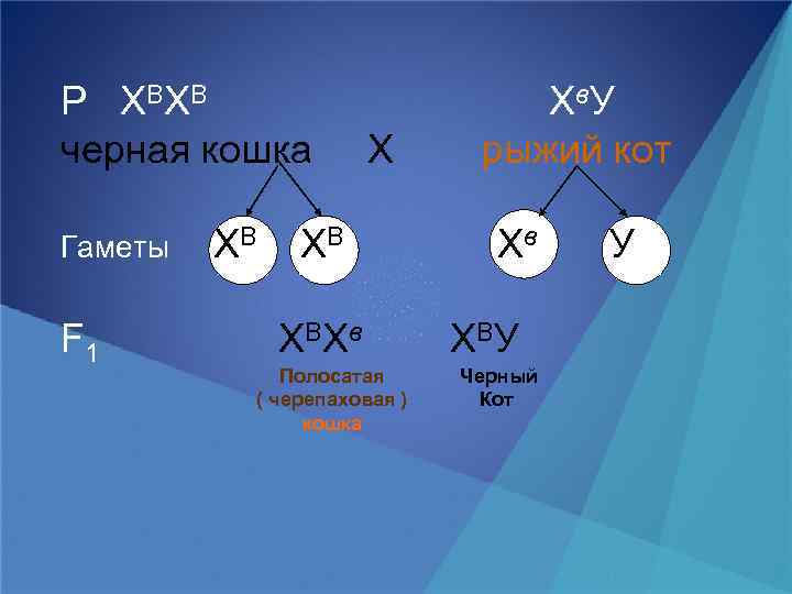 Р Х ВХ В черная кошка Гаметы F 1 ХВ Х ВХ в Полосатая