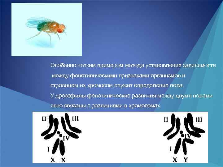 Особенно четким примером метода установления зависимости между фенотипическими признаками организмов и строением их хромосом