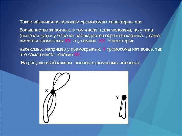 Такие различия по половым хромосомам характерны для большинства животных, в том числе и для
