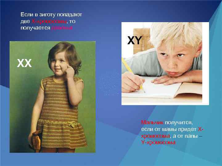 Если в зиготу попадают две X-хромосомы, то получается девочка XY ХХ Мальчик получится, если