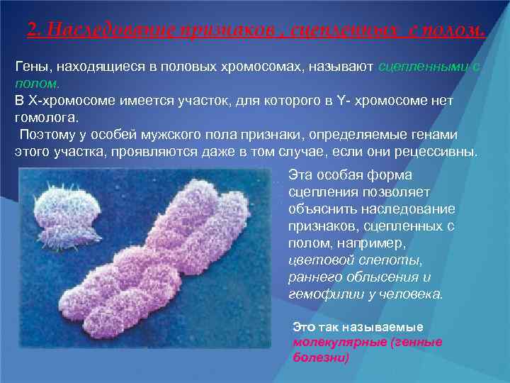 2. Наследование признаков , сцепленных с полом. Гены, находящиеся в половых хромосомах, называют сцепленными