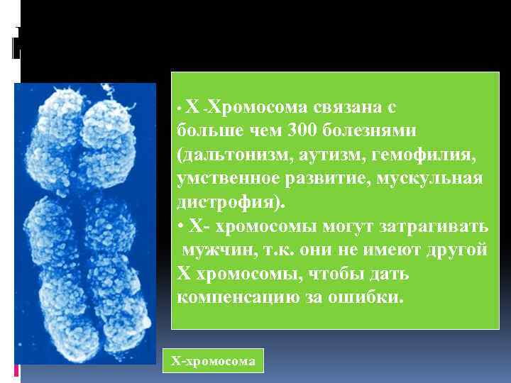 Половые хромосомы • Х -Хромосома связана с больше чем 300 болезнями (дальтонизм, аутизм, гемофилия,
