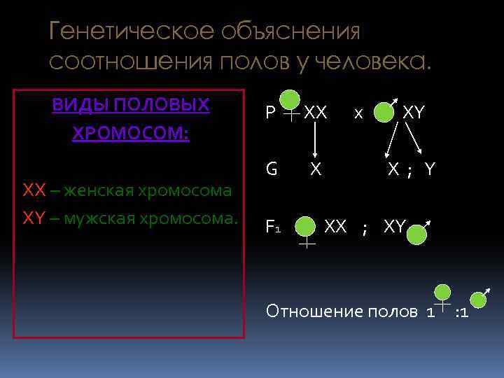 Генетическое объяснения соотношения полов у человека. ВИДЫ ПОЛОВЫХ ХРОМОСОМ: ХХ – женская хромосома ХY
