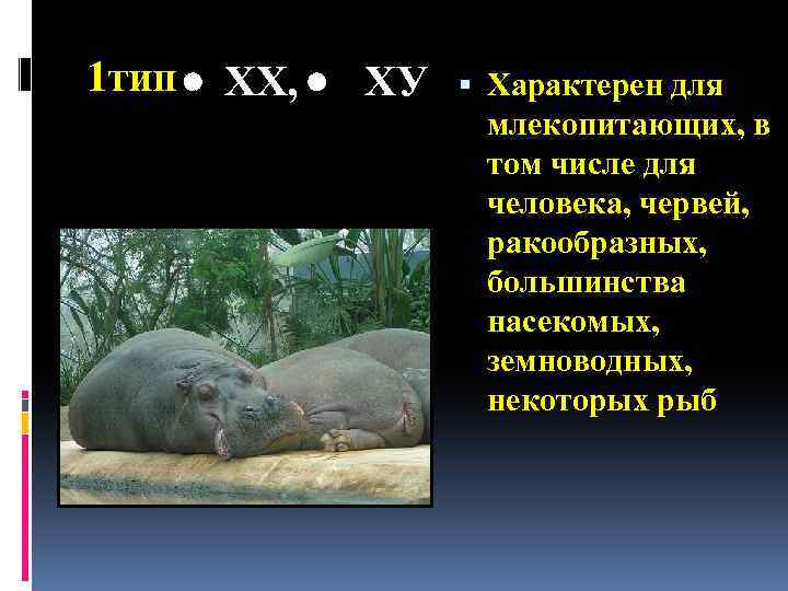 1 тип ХХ, ХУ Характерен для млекопитающих, в том числе для человека, червей, ракообразных,