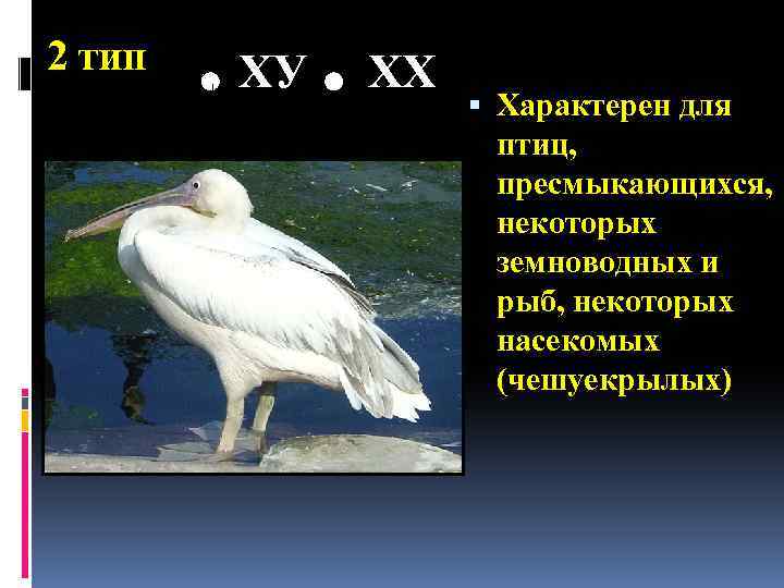 2 тип ХУ ХХ Характерен для птиц, пресмыкающихся, некоторых земноводных и рыб, некоторых насекомых