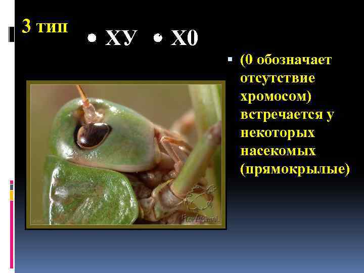 3 тип ХУ Х 0 (0 обозначает отсутствие хромосом) встречается у некоторых насекомых (прямокрылые)