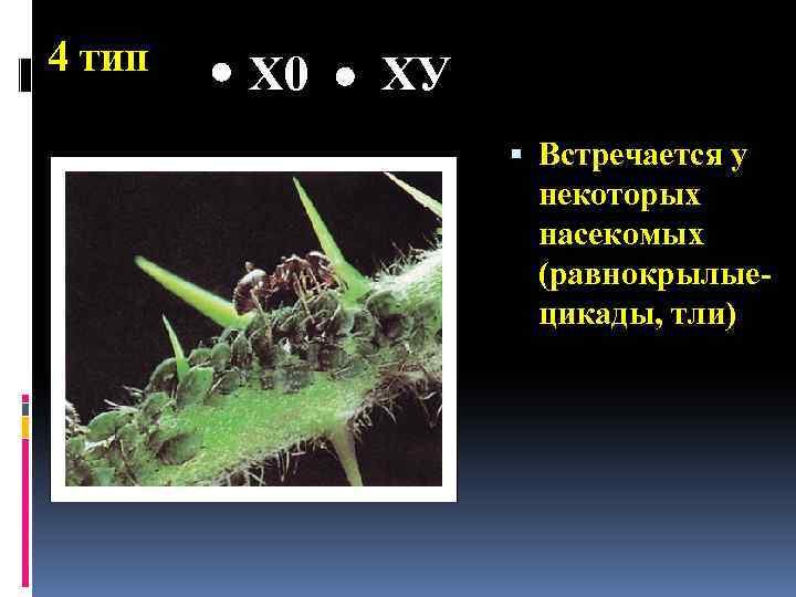 4 тип Х 0 ХУ Встречается у некоторых насекомых (равнокрылыецикады, тли) 