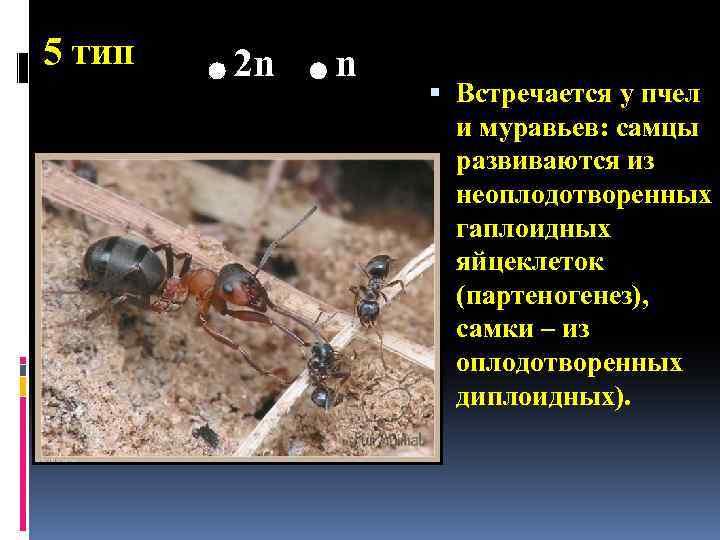 5 тип 2 n n Встречается у пчел и муравьев: самцы развиваются из неоплодотворенных