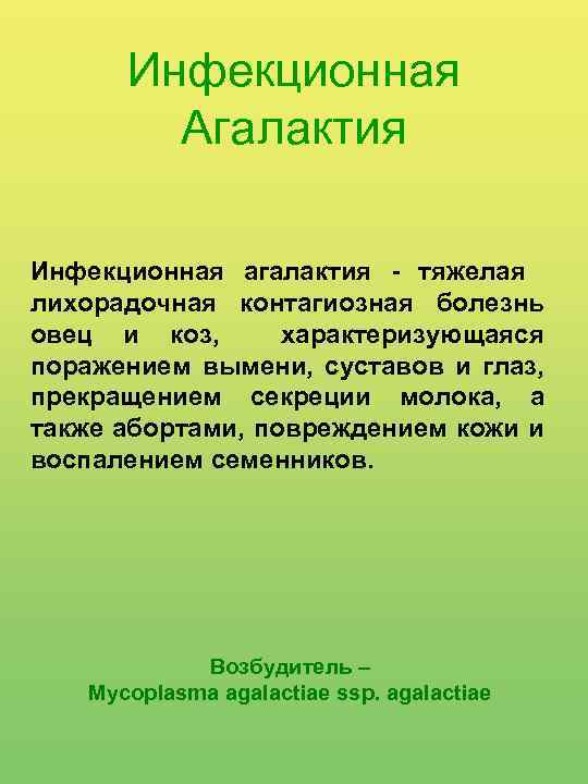 Инфекционная Агалактия Инфекционная агалактия - тяжелая лихорадочная контагиозная болезнь овец и коз, характеризующаяся поражением