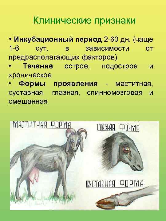 Клинические признаки • Инкубационный период 2 -60 дн. (чаще 1 -6 сут. в зависимости