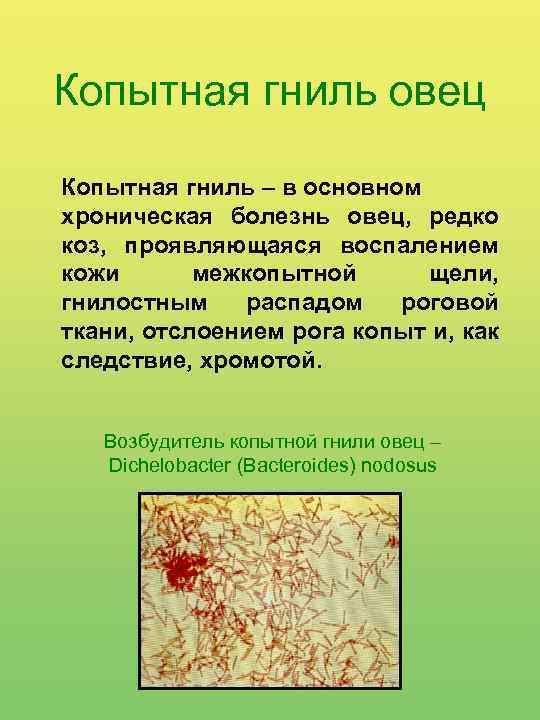 Копытная гниль овец Копытная гниль – в основном хроническая болезнь овец, редко коз, проявляющаяся