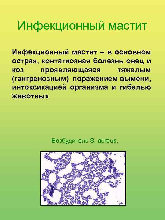 Инфекционный мастит – в основном острая, контагиозная болезнь овец и коз проявляющаяся тяжелым (гангренозным)