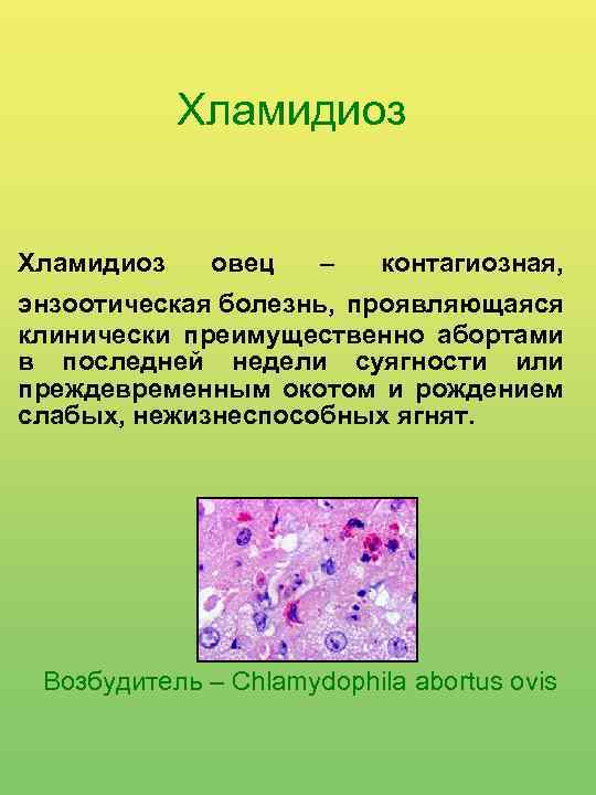 Хламидиоз овец – контагиозная, энзоотическая болезнь, проявляющаяся клинически преимущественно абортами в последней недели суягности