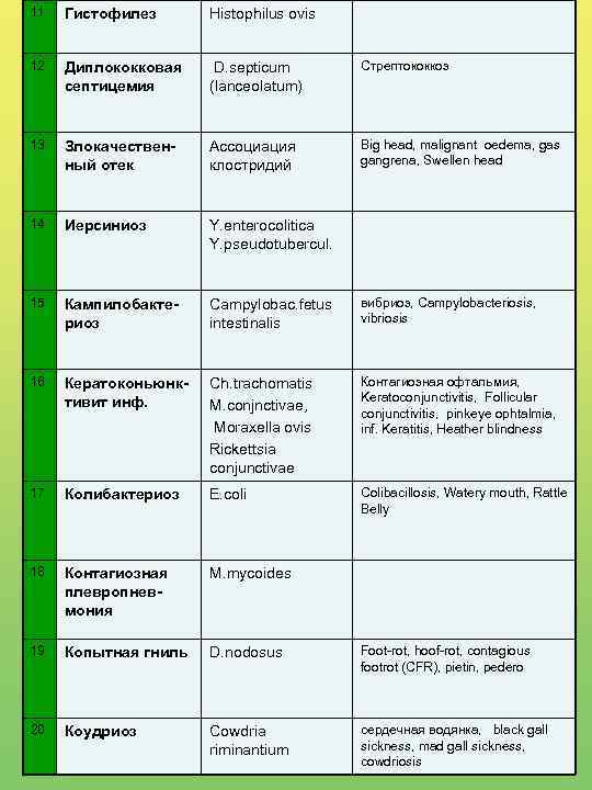 11 Гистофилез Histophilus ovis 12 Диплококковая септицемия D. septicum (lanceolatum) Стрептококкоз 13 Злокачественный отек