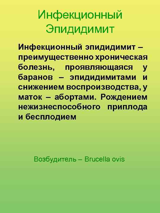 Инфекционный Эпидидимит Инфекционный эпидидимит – преимущественно хроническая болезнь, проявляющаяся у баранов – эпидидимитами и