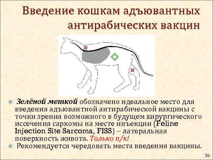 Введение кошкам адъювантных антирабических вакцин Зелёной меткой обозначено идеальное место для введения адъювантной антирабической