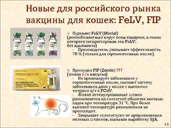 Новые для российского рынка вакцины для кошек: Fe. LV, FIP Пуревакс Fe. LV (Merial)