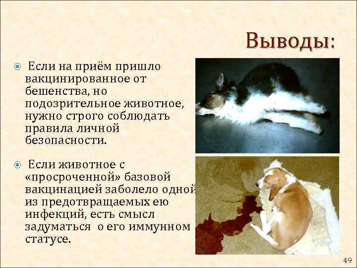Выводы: Если на приём пришло вакцинированное от бешенства, но подозрительное животное, нужно строго соблюдать