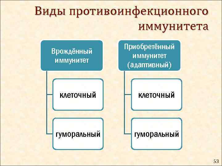 Виды противоинфекционного иммунитета Врождённый иммунитет Приобретённый иммунитет (адаптивный) клеточный гуморальный 53 