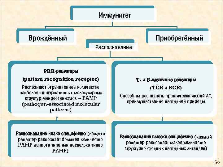 Иммунитет врожденный и приобретенный схема