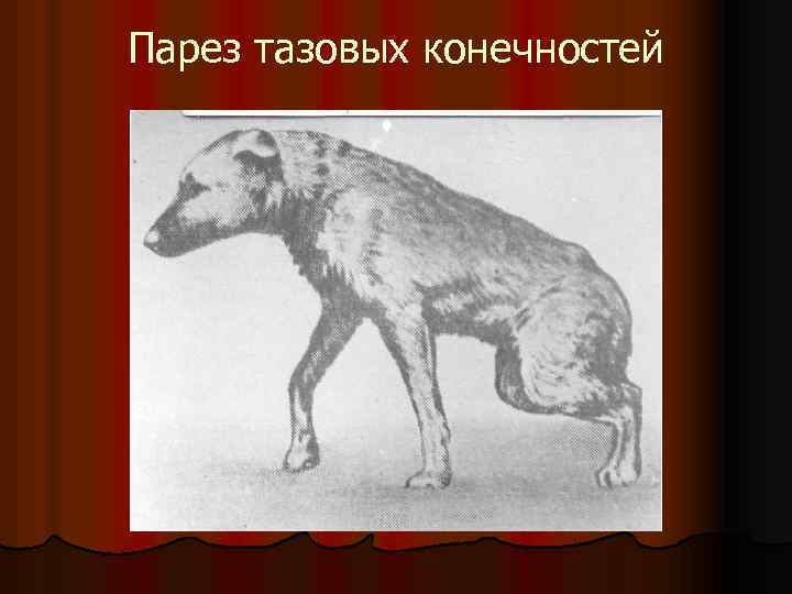 Парез тазовых конечностей 