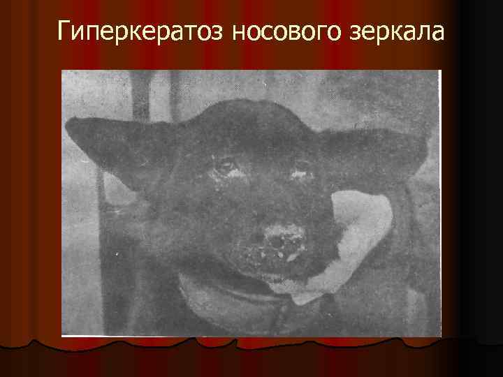 Гиперкератоз носового зеркала 