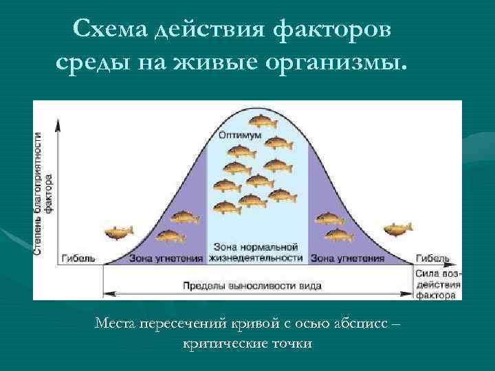 Схема действия факторов среды на живые организмы. Места пересечений кривой с осью абсцисс –