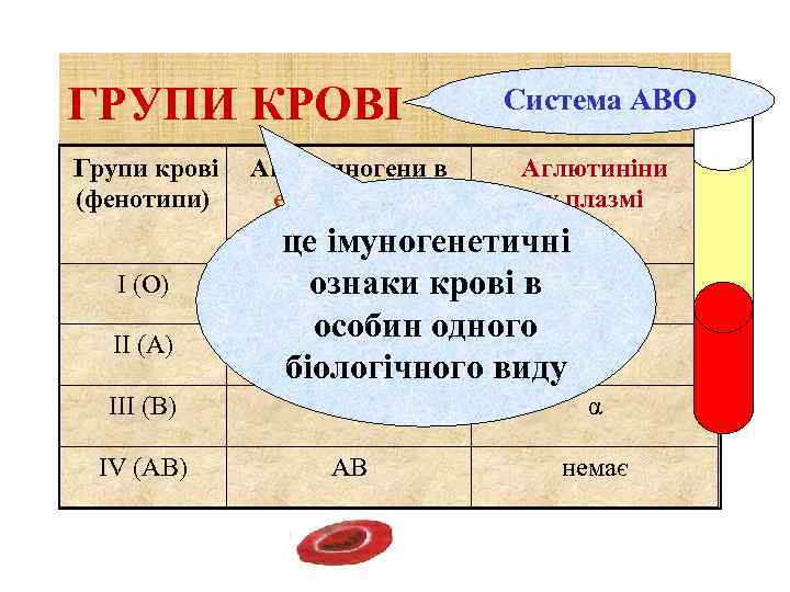 ГРУПИ КРОВІ Групи крові (фенотипи) І (О) ІІ (A) Аглютиногени в еритроцитах Система АВО