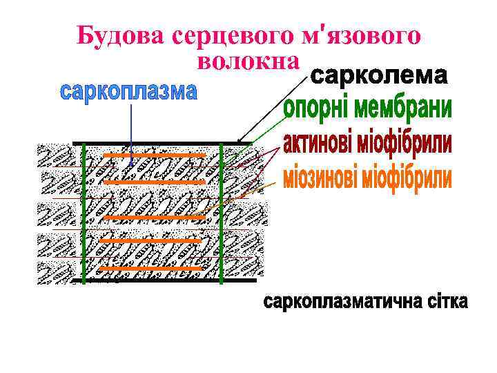 Будова серцевого м′язового волокна 