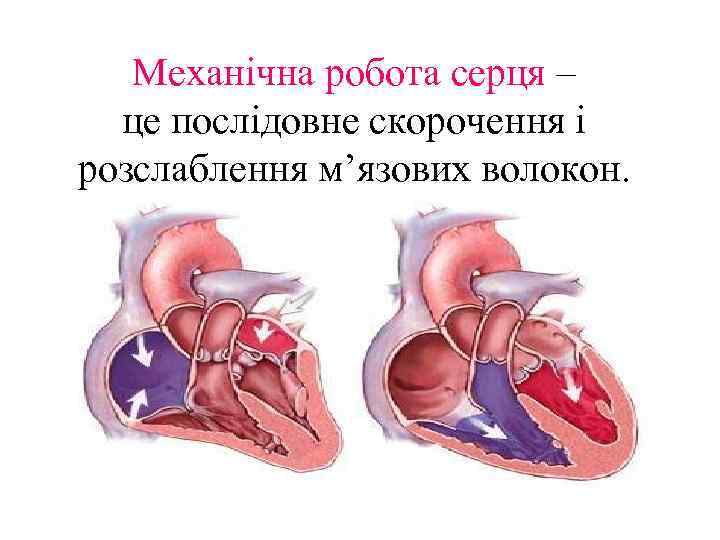Механічна робота серця – це послідовне скорочення і розслаблення м’язових волокон. 