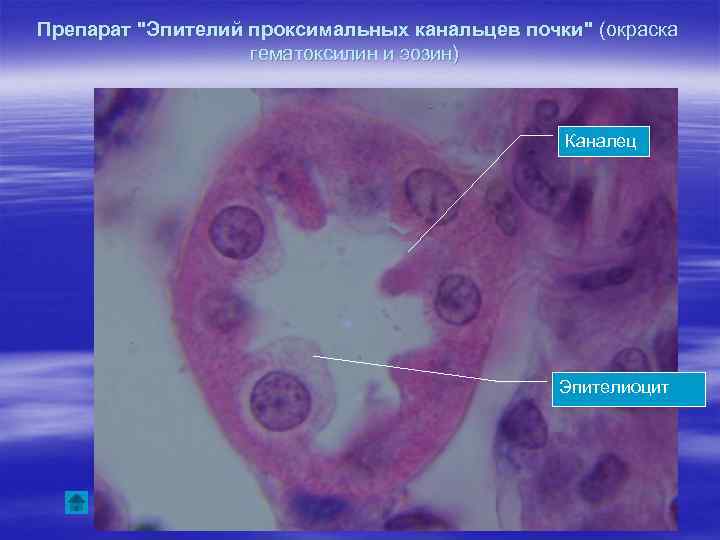 Препарат "Эпителий проксимальных канальцев почки" (окраска гематоксилин и эозин) Каналец Эпителиоцит 