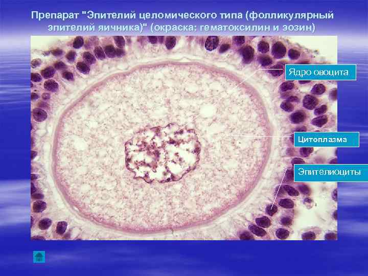 Препарат "Эпителий целомического типа (фолликулярный эпителий яичника)" (окраска: гематоксилин и эозин) Ядро овоцита Цитоплазма