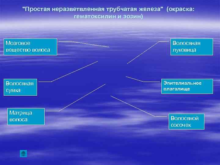 "Простая неразветвленная трубчатая железа" (окраска: гематоксилин и эозин) Мозговое вещество волоса Волосяная сумка Матрица