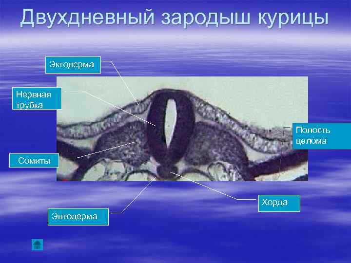 Двухдневный зародыш курицы Эктодерма Нервная трубка Полость целома Сомиты Хорда Энтодерма 