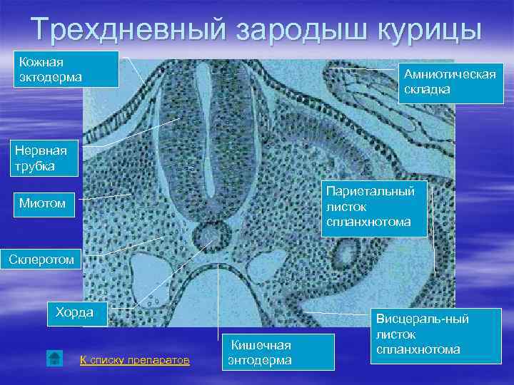 Трехдневный зародыш курицы Кожная эктодерма Амниотическая складка Нервная трубка Париетальный листок спланхнотома Миотом Склеротом